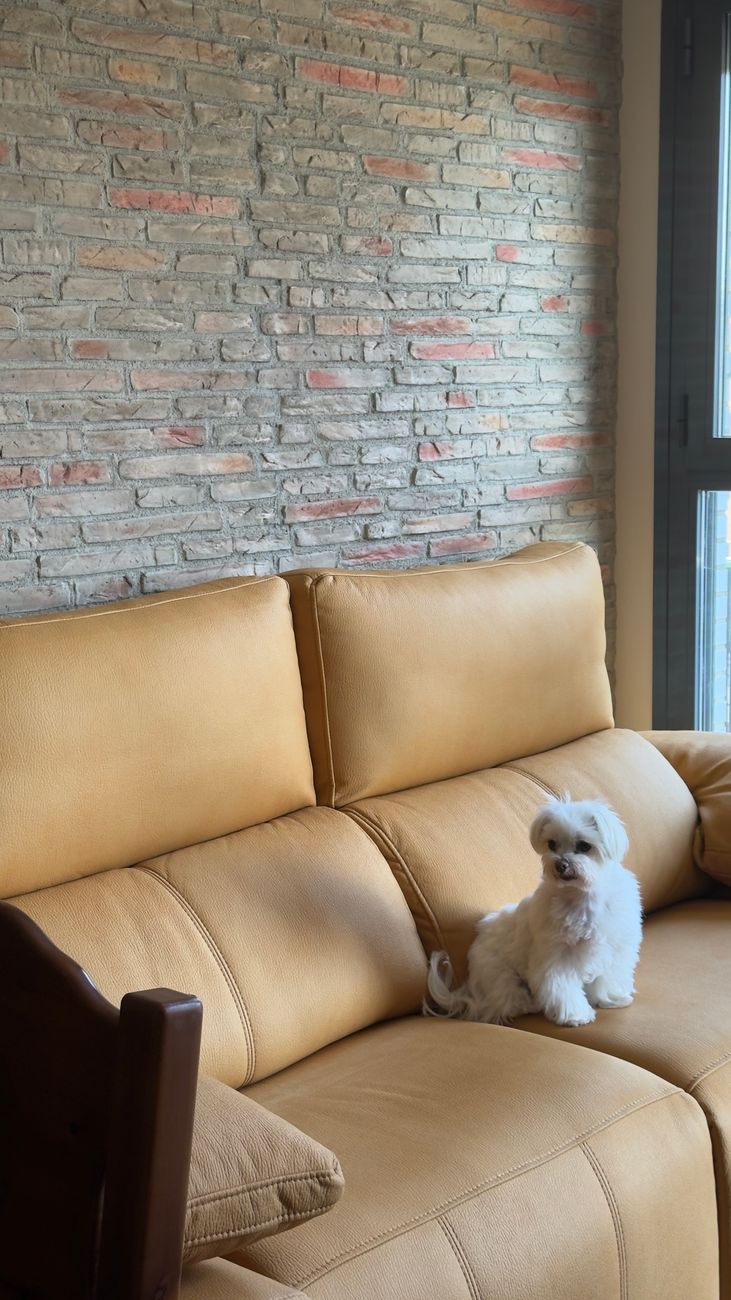 Adorable Maltese dog relaxing on a beige sofa indoors with a brick wall backdrop.